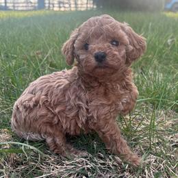 Taffy - Cream female Poodle puppy in Chattanooga, Tennessee from Ross Vegas Kennels