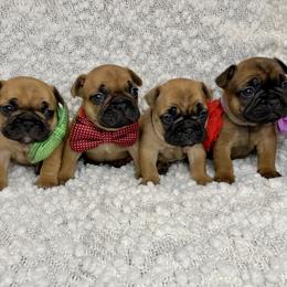 French Bulldog Puppies from GavFam Frenchies