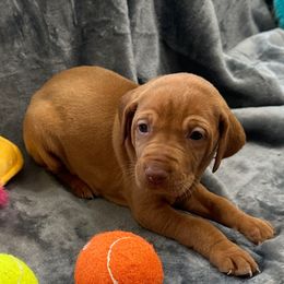 Aqua Girl - Red golden female Vizsla puppy in Foley, Alabama from Paula's South Bama Vizslas