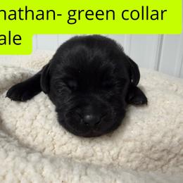 6th pick Black Male - Black male Labrador Retriever puppy in Farmington, Missouri from Granite Creek Kennel