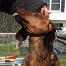 Regan - Dachshund