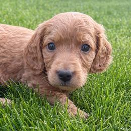 Oberon - Cream male Dachshund puppy in Salem, Oregon from Longdox Mini Dachshunds