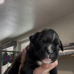 Amelia - Brindle female Boxer puppy in Taft, Tennessee from Hillbillie Boxers