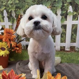 Daphni - Shih Tzu