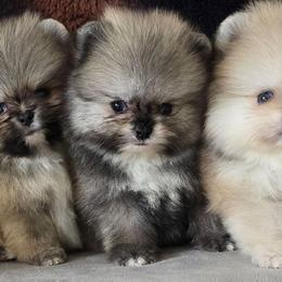 Timmy - Cream sable male Pomeranian puppy in Los Angeles, California from Pommies of LA