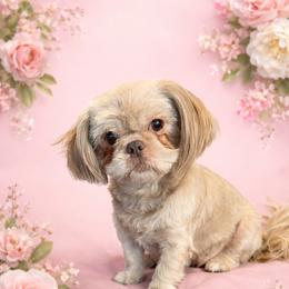 Willow - Lilac female Shih Tzu puppy in Berkeley Springs, West Virginia from Sandridge Shih Tzus