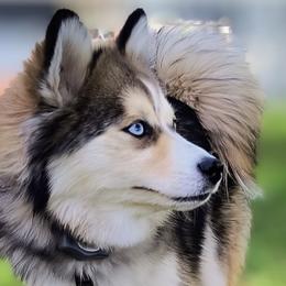 Destiny - Pomsky