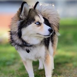 Destiny - Pomsky