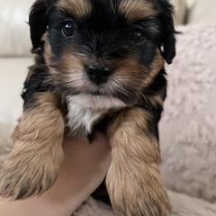 Mal-Shi, Maltese, and Maltipoo Puppies from Joy-fur puppies