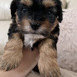 Mal-Shi, Maltese, and Maltipoo Puppies from Joy-fur puppies