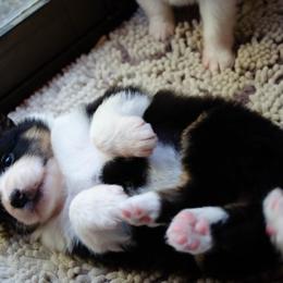 Impa - Black tri-color female Australian Shepherd puppy in Woodinville, Washington from Cornerstone Australian Shepherds