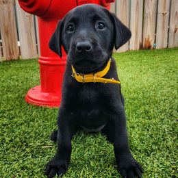 Princess Buttercup - Yellow Collar - Black female Labrador Retriever puppy in Cocoa, Florida from Harrison's Lakeside Labradors LLC