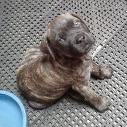 Mastiff and Neapolitan Mastiff Puppies from Sims English Mastiffs