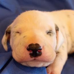 Blue Boy - White and black male Dalmatian puppy in Spring Branch, Texas from D'vine Dalmatians