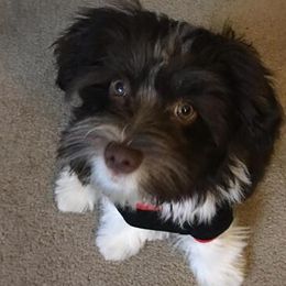 Havanese from Havanese, Yes Please