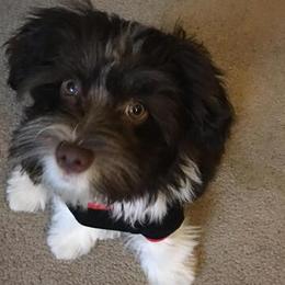 Havanese from Havanese, Yes Please