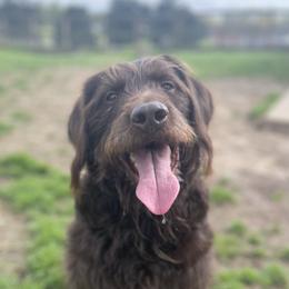 Rossi - Labradoodle