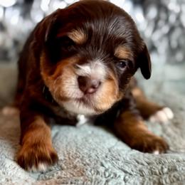 Liver rust with white - Liver male Miniature Schnauzer puppy in Independence, Missouri from Crown Schnauzers KC
