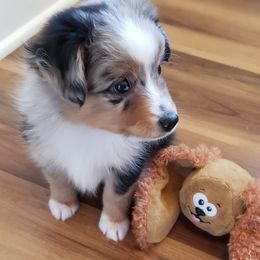 Toy Australian Shepherd Puppies from Reflections of Star Crest Kennel