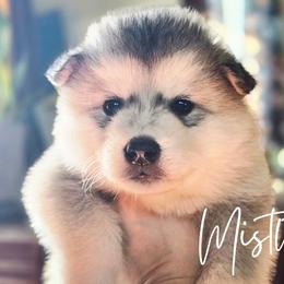 Mistletoe - Sable and white female Alaskan Malamute puppy in Brookwood, Alabama from Sunset Malamutes
