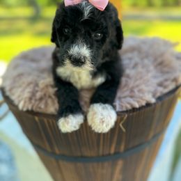 Bernedoodle and Goldendoodle Puppies from Cozy Creek Doodles