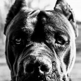 Ferox - Black female Cane Corso puppy in Russellville, Missouri from Soaring Royalty Canines LLC