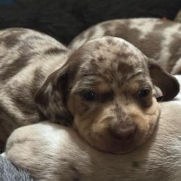 Aspen - Dapple female Dachshund puppy in Fayetteville, West Virginia from Loop Creek Dachshunds