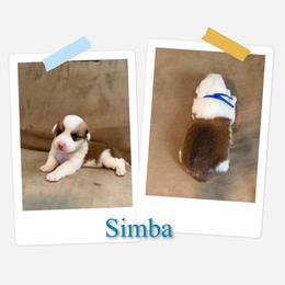 Simba - White and red male Pembroke Welsh Corgi puppy in Athens, Alabama from Southern Sass Corgis