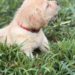 Pink - Yellow female Labrador Retriever puppy in Anderson, South Carolina from Iris Aislings Labradors