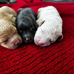 Red girl - Red  female Goldendoodle puppy in Lake City, Florida from North Florida Poodles and Doodles