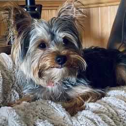 Cujo - Yorkshire Terrier