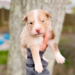 Starling - Merle male Pomsky puppy in Cleveland, Ohio from Lake Point Pomskies