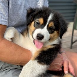 Kelli Jr. - Black tri-color female Australian Shepherd puppy in Petoskey, Michigan from Hilltop Aussies