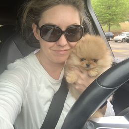 Pomeranian Puppies from Halo Poms