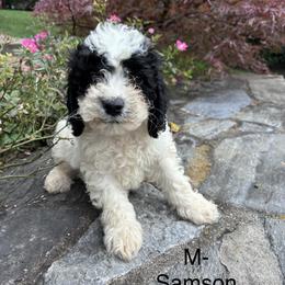 Samson - Black and white male Cavapoo puppy in Strasburg, Pennsylvania from Still Water Puppies