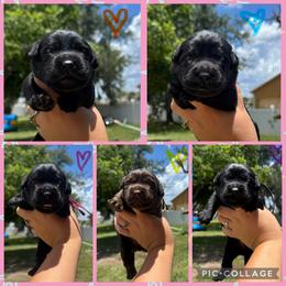 Light Blue Collar Female - Black female Labrador Retriever puppy in Kissimmee, Florida from SunState Labs