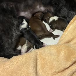 Marlie - Shih Tzu