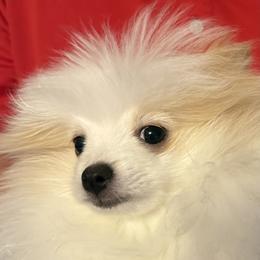 Boy 2 - Cream parti male Pomeranian puppy in Lookout, West Virginia from Ashley Miller's Pomeranians