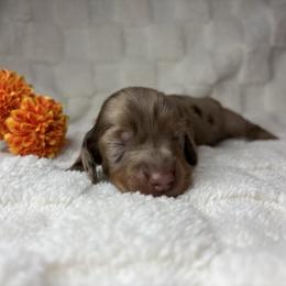 Kringle - Dapple male Dachshund puppy in Murrieta, California from Dash of Love