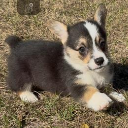 AKC Orange - Black and tan male Pembroke Welsh Corgi puppy in Summerfield, Florida from Promise Land Farm