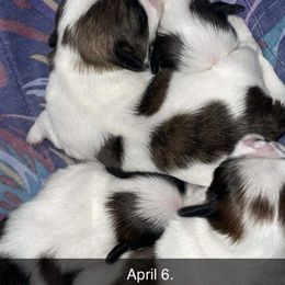 Shih Tzus from ❤️🐾Shihtzu