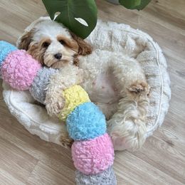 Mochi - Cavapoo