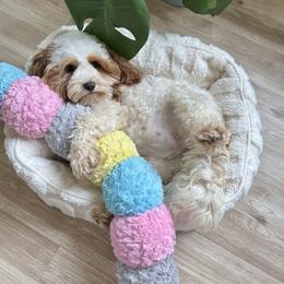 Mochi - Cavapoo
