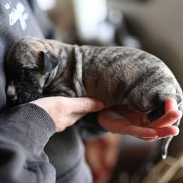 Tawny - Fawn brindle male Whippet puppy in Gentry, Arkansas from Mardel Robeson of Mulberry Hollow Whippets