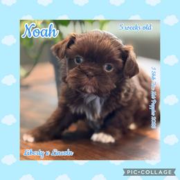Noah - Liver and white male Shih Tzu puppy in Beatrice, Nebraska from I Shih Tzu Not Puppies