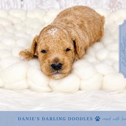 Boy 1 - Red male Bernedoodle puppy in Otisville, Michigan from Danie’s Darling Doodles LLC