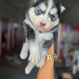 Lora - Black and white female Pomsky puppy in Mc Callsburg, Iowa from SZ Rolling Acres LLC