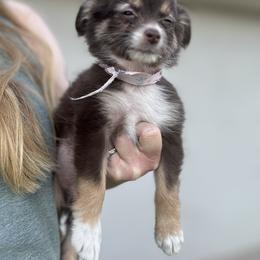 Toy Australian Shepherd Puppies from Carlsbad Toy Aussies