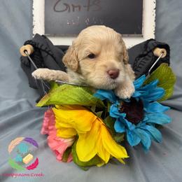 Grits - Parti male Labradoodle puppy in Bowman, Georgia from Companion Creek Farm