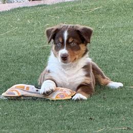 Axle - Red tri-color male Australian Shepherd puppy in Franktown, Colorado from Double NB Livestock LLC